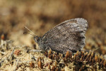 Kleine heivlinder (Hipparchia statilinus) RL EB, Kootwijkerzand