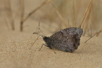 Kleine heivlinder (Hipparchia statilinus) RL EB, Kootwijkerzand