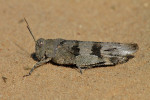 Blauwvleugelsprinkhaan (Oedipoda caerulescens) Kootwijk