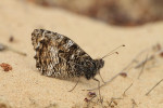 Heivlinder (Hipparchia semele ssp. semele) RL GE, Kootwijker