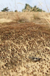 Blauwvleugelsprinkhaan (Oedipoda caerulescens) Kootwijk