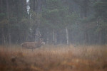Edelhert (Cervus elaphus) in de bronst, Veluwe