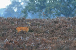 Reebok (Capreolus capreolus) in de ochtend, Veluwe