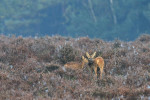 Reegeit (Capreolus capreolus) met kalf, Veluwe