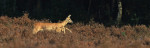 Rennende ree (Capreolus capreolus), Veluwe