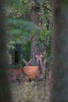 Hindes in het bos, Veluwe