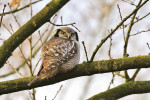 Sperweruil (Surnia ulula), Zwolle