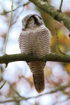 Sperweruil (Surnia ulula), Zwolle