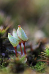 Kaboutermos (Buxbaumia aphylla), begraafplaats Elspeet