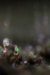 Kaboutermos (Buxbaumia aphylla), begraafplaats Elspeet