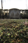 Kaboutermos op grafzerk (Buxbaumia aphylla), begraafplaats Elspeet