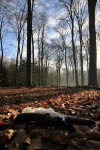 IJsbaard in Speulderbos, Drie