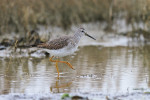 Kleine geelpootruiter (Tringa flavipes), Vatrop Noord Holland 