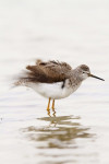 Kleine geelpootruiter (Tringa flavipes), Vatrop Noord Holland 