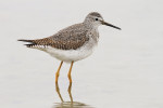 Kleine geelpootruiter (Tringa flavipes), Vatrop Noord Holland 