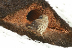 Steenuil (Athene noctua), Ermelo