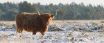 Schotse Hooglander, Speulderveld