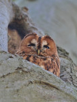 Bosuil (Strix aluco) in beuk, Utrecht