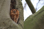Roestende bosuil (Strix aluco), Utrecht