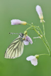Klein geaderd witje (Pieris napi), Speuld