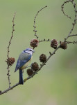 Pimpelmees (Cyanistes caeruleus) op larixtak, Ermelo