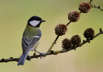 Koolmees (Parus major) op larix, Ermelo