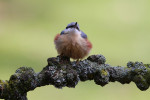 Boomklever (Sitta europaea) op tak, Ermelo 