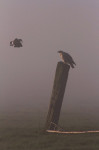 Buizerd (Buteo buteo) wordt lastiggevallen door kievit, Arkemheen