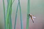 Viervleklibel  (Libellula quadrimaculata) in de ochtend, Weerribben