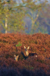 Reegeit (Capreolus capreolus) met jong, Staverden