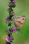 Hooibeestje (Coenonympha pamphilus), Staverden