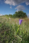 Klokjesgentiaan (Gentiana pneumonanthe) RL GE, Speuld