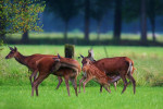 Zogend edelhert (Cervus elaphus), Veluwe