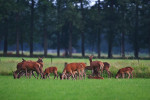 Roedel edelherten (Cervus elaphus), Veluwe