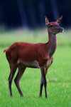 Edelhert (Cervus elaphus) op uitkijk, Veluwe
