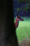 Edelhert (Cervus elaphus), Veluwe
