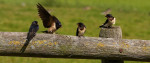 Boerenzwaluwen (Hirundo rustica) RL GE, Arkemheen