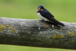 Boerenzwaluw (Hirundo rustica) RL GE, Arkemheen
