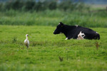 Lepelaar (Platalea leucorodia), Arkemheen