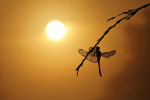 Zwarte heidelibel (Sympetrum danae) ochtendzon, Elspeet