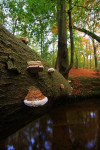 Echte tonderzwam (Fomes fomentarius), Leuvenum