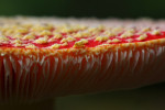 Vliegenzwam (Amanita muscaria), Ermelo