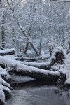 Leuvenumse beek in de winter