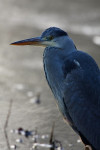 Blauwe reiger (Ardea cinerea) in de winter, Den Oever
