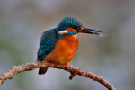 IJsvogel (Alcedo atthis) met garnaal, Den Oever