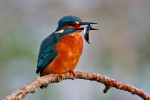 IJsvogel (Alcedo atthis) met tiendoornige stekelbaars, Den Oever