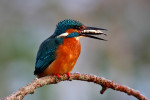 IJsvogel (Alcedo atthis) met tiendoornige stekelbaars, Den Oever