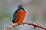 IJsvogel (Alcedo atthis) met tiendoornige stekelbaars, Den Oever
