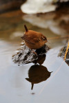 Winterkoning (Troglodytes troglodytes), Den Oever