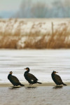 Aalscholvers (Phalacrocorax carbo) in de kou , Arkemheen